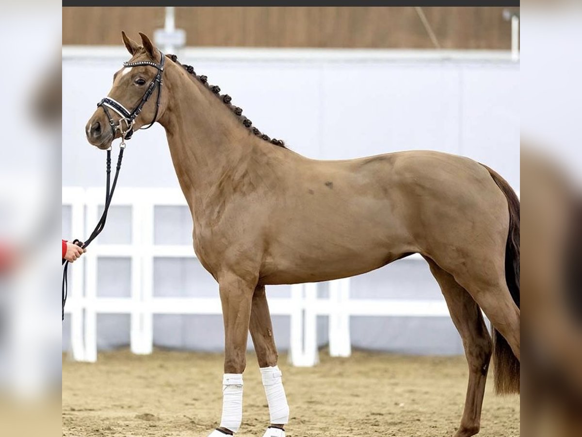 Koń westfalski Klacz 4 lat 155 cm Ciemnokasztanowata in Hamburg