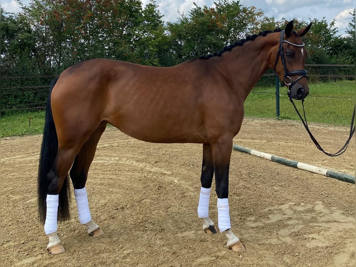 Koń westfalski Klacz 4 lat 158 cm Gniada in Eibergen