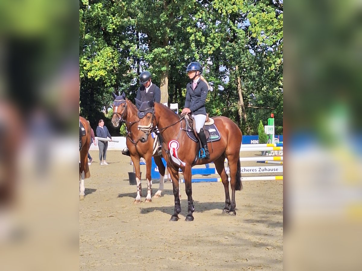 Koń westfalski Klacz 4 lat 159 cm Gniada in Delbrück