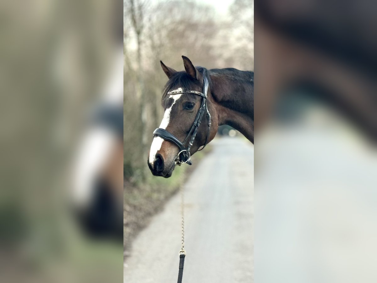 Koń westfalski Klacz 4 lat 160 cm Ciemnogniada in Kerpen