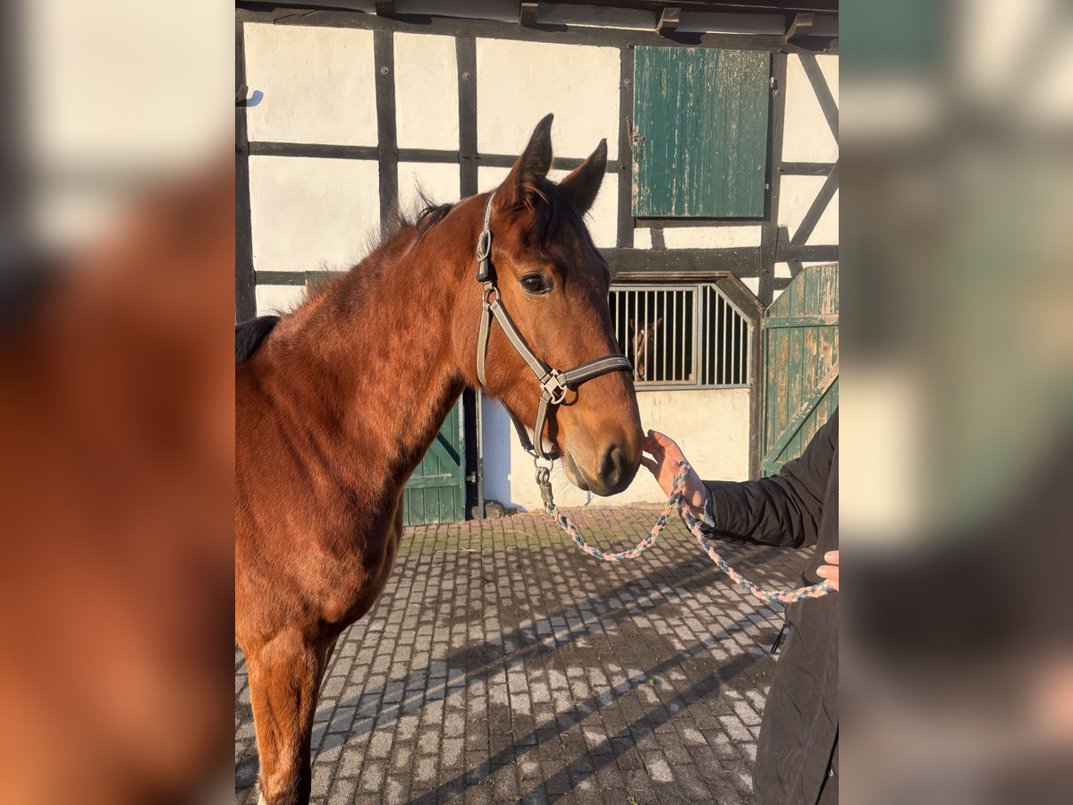 Koń westfalski Klacz 4 lat 160 cm Gniada in Bönen