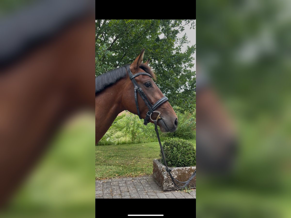 Koń westfalski Klacz 4 lat 161 cm Gniada in Altenberge