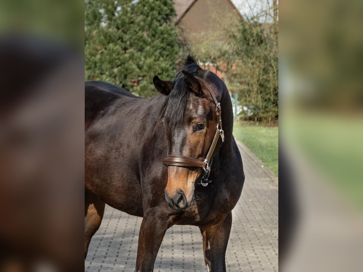 Koń westfalski Klacz 4 lat 163 cm Ciemnogniada in Lippetal