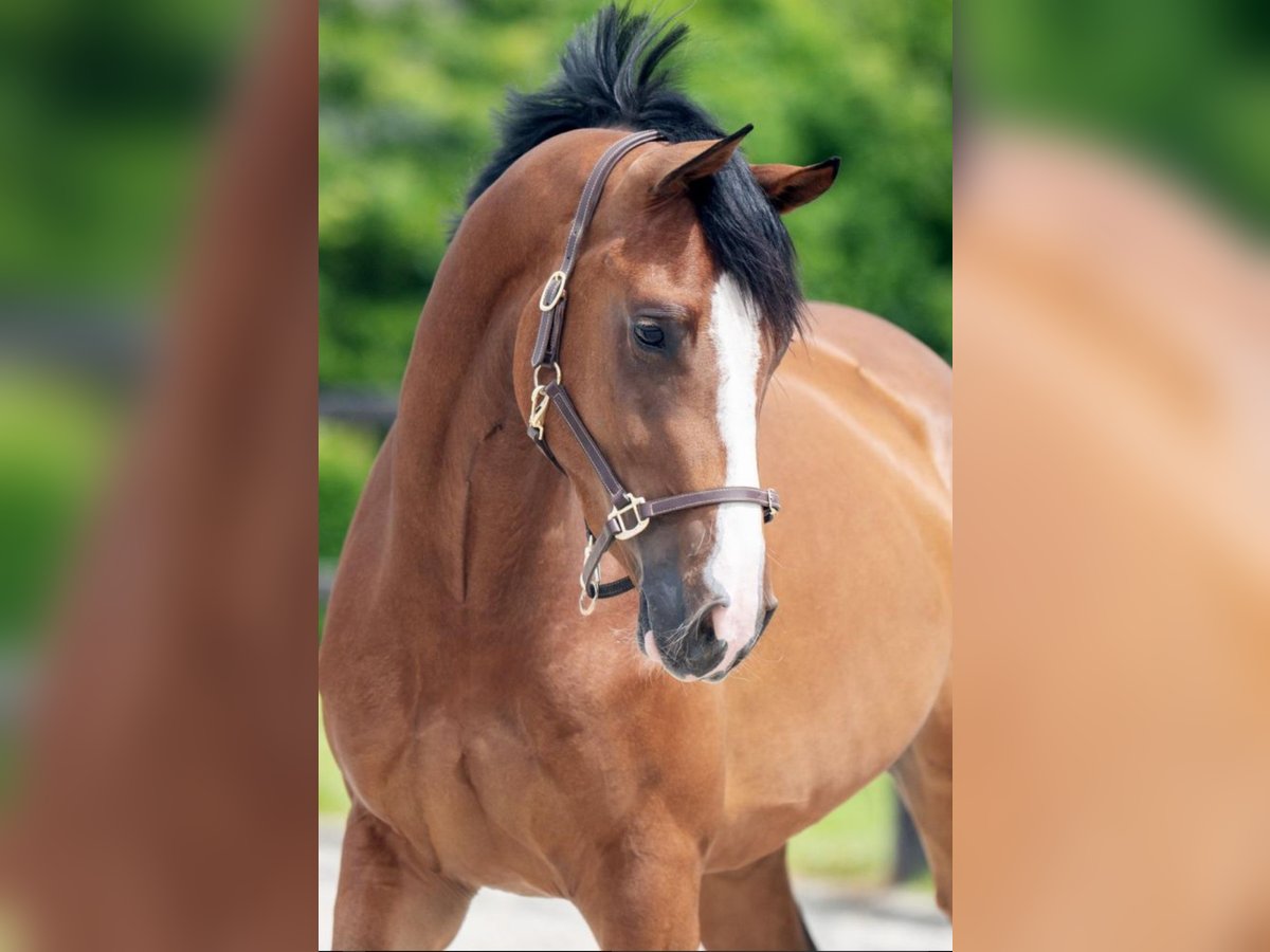 Koń westfalski Klacz 4 lat 164 cm Gniada in Einbeck