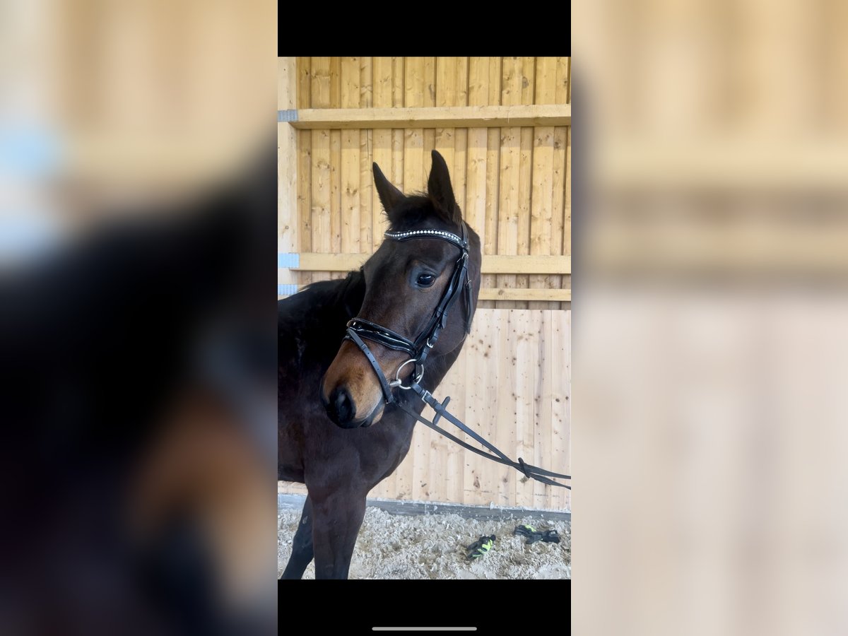 Koń westfalski Klacz 4 lat 164 cm Gniada in Meinerzhagen