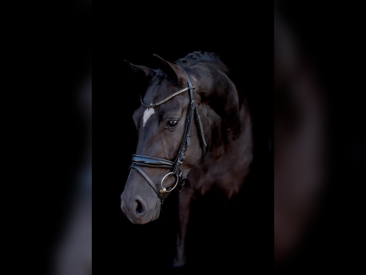 Koń westfalski Klacz 4 lat 164 cm Kara in Harsewinkel