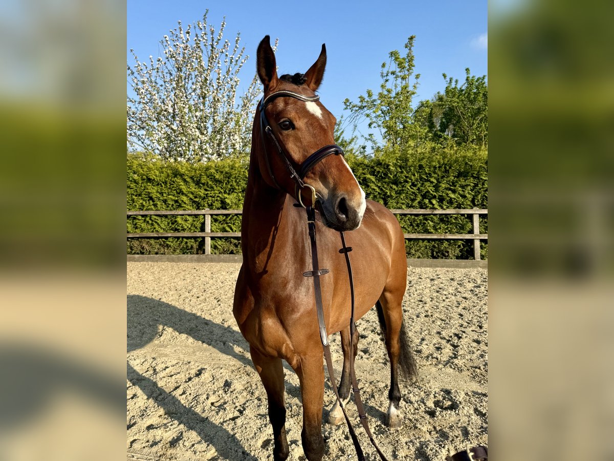 Koń westfalski Klacz 4 lat 165 cm Gniada in Lohne (Oldenburg)
