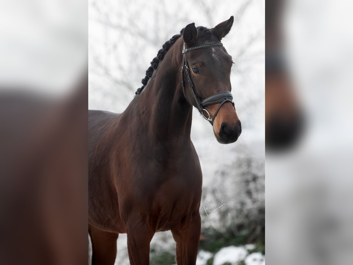 Koń westfalski Klacz 4 lat 166 cm Ciemnogniada in Neer