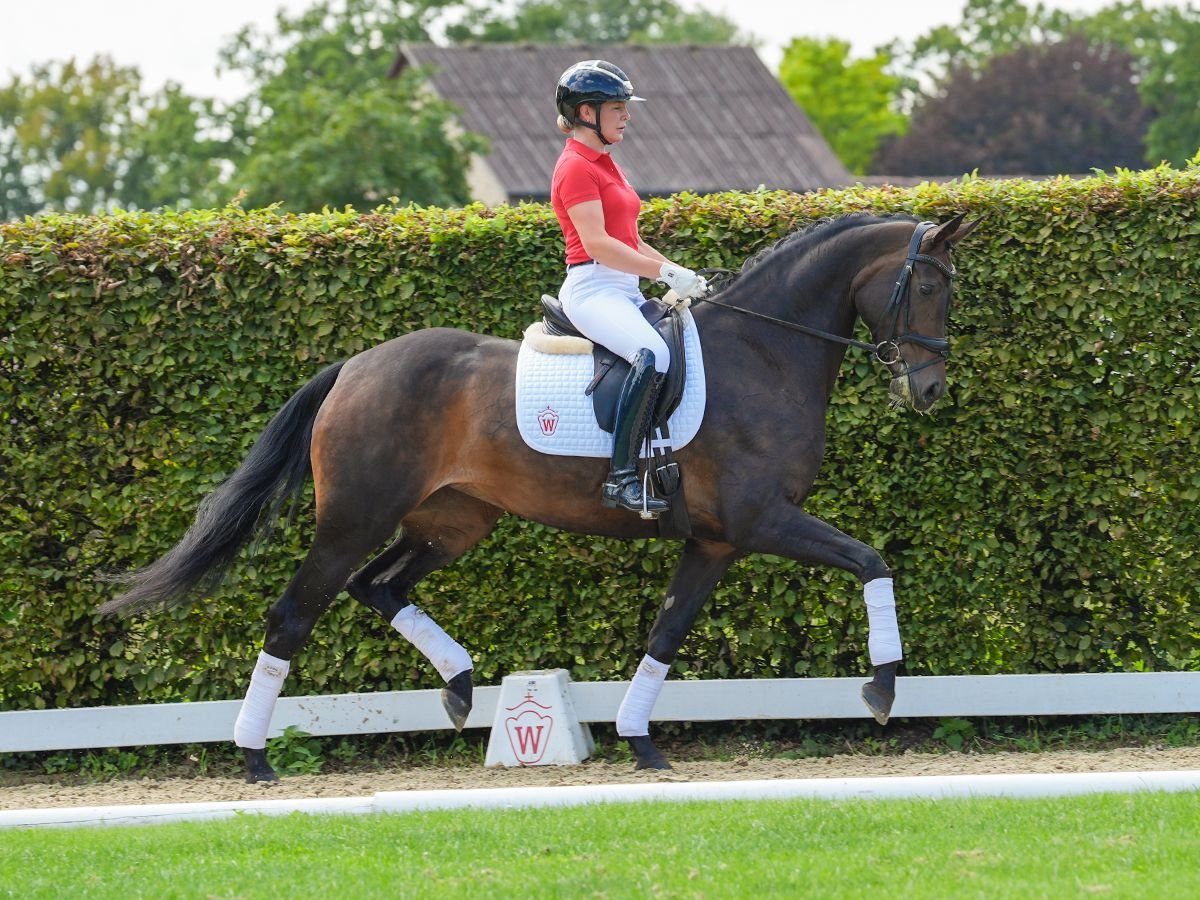 Koń westfalski Klacz 4 lat 166 cm Ciemnogniada in Münster