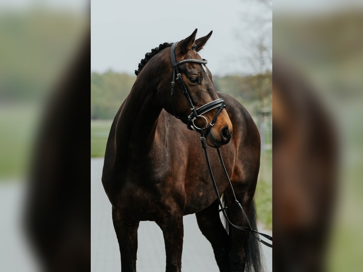Koń westfalski Klacz 4 lat 168 cm Ciemnogniada in L&#xF6;wenberger Land