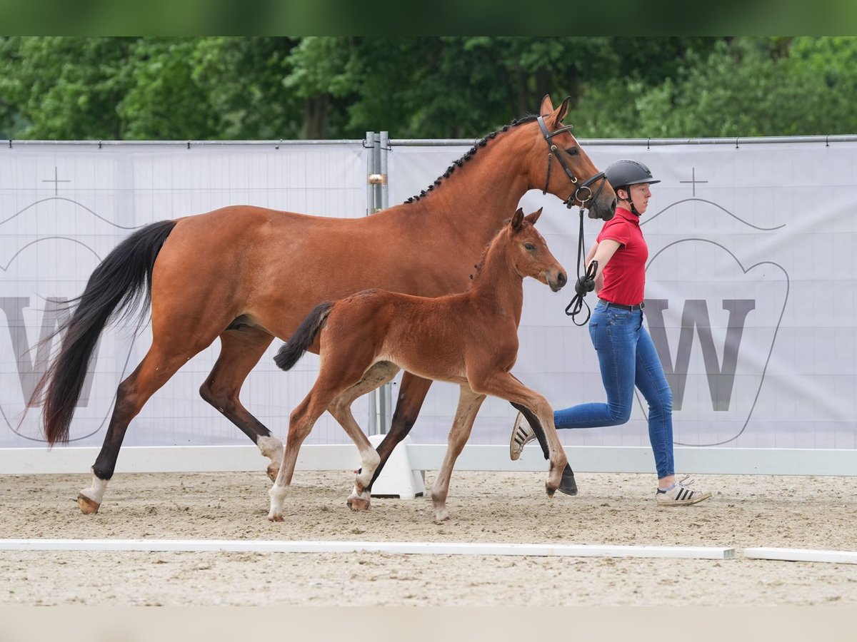 Koń westfalski Klacz 4 lat 169 cm Gniada in Selm