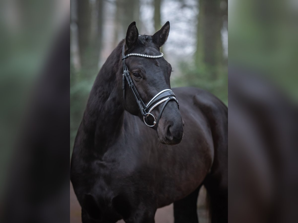 Koń westfalski Klacz 4 lat 169 cm Kara in Ankum