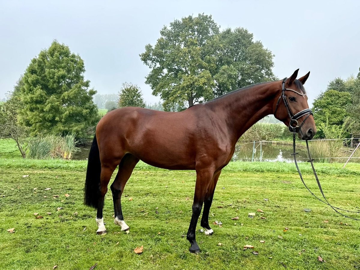 Koń westfalski Klacz 4 lat 170 cm Gniada in Bad Salzuflen