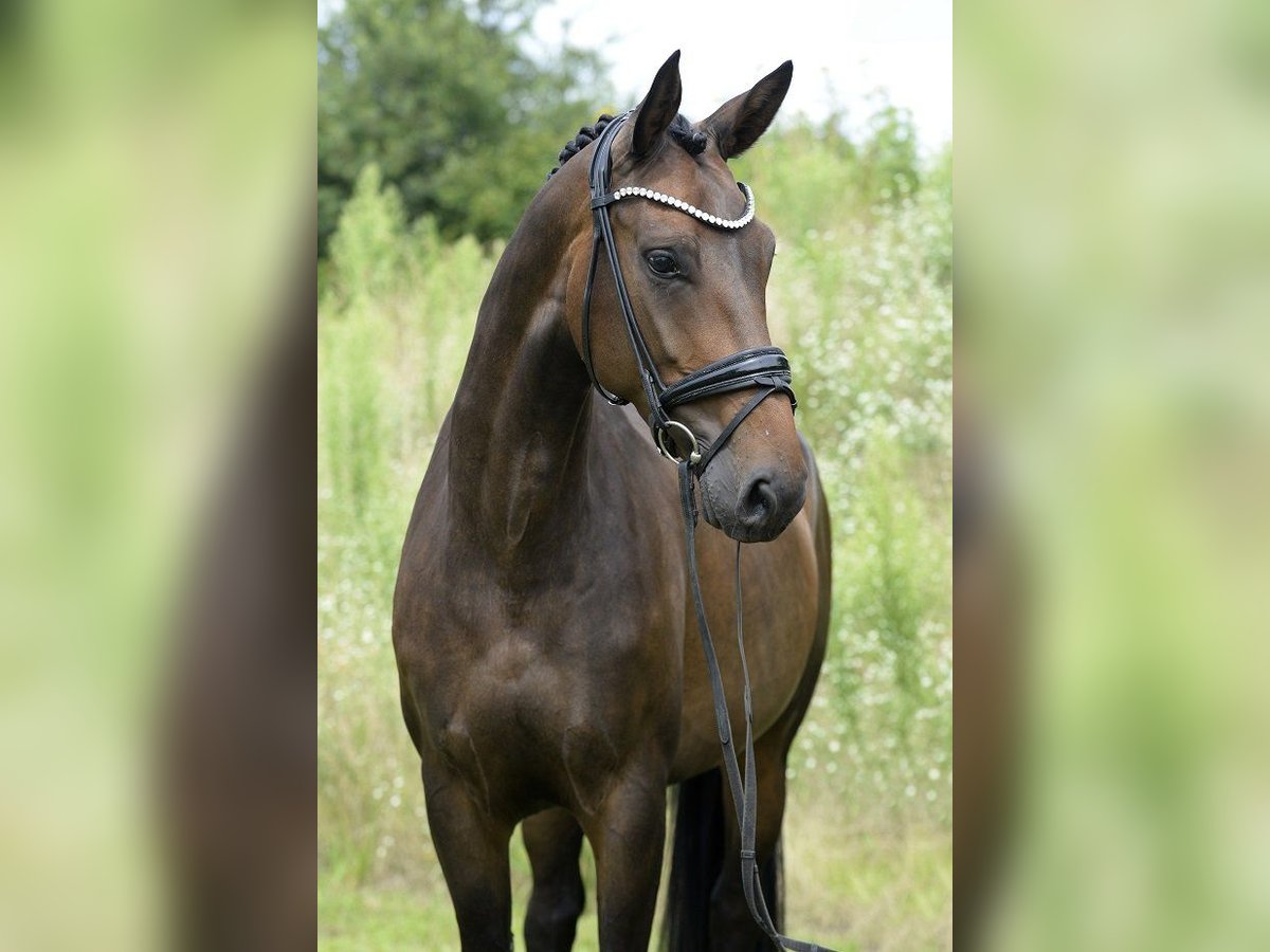 Koń westfalski Klacz 4 lat 170 cm in Sassenberg