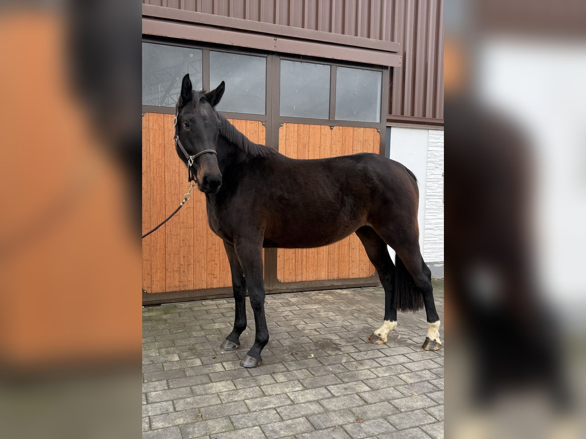 Koń westfalski Klacz 4 lat 173 cm Ciemnogniada in Dornburg