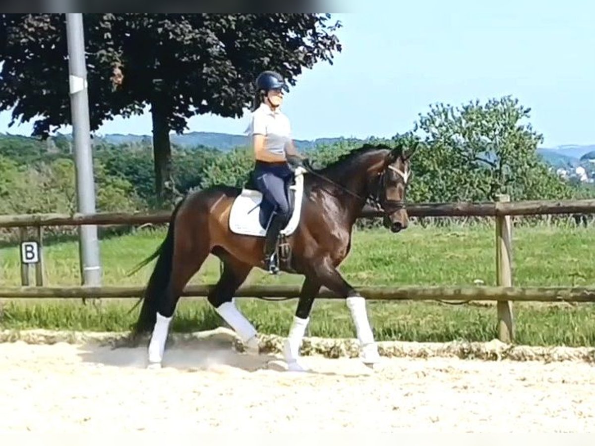 Koń westfalski Klacz 4 lat 173 cm Ciemnogniada in Dortmund