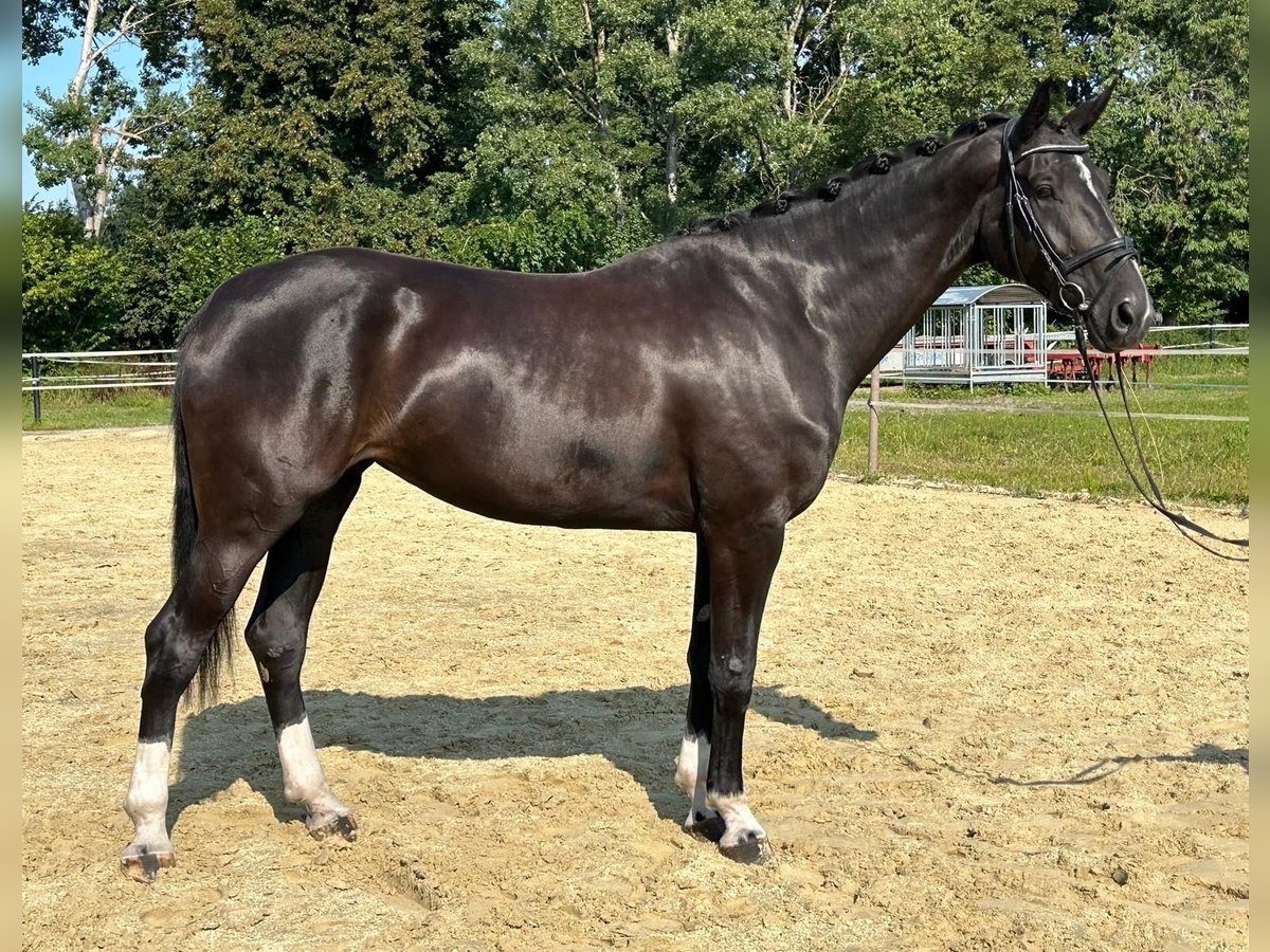 Koń westfalski Klacz 4 lat 175 cm Kara in Saerbeck