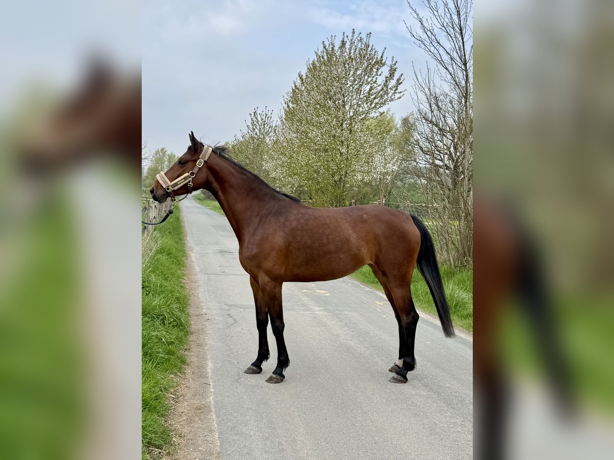 Koń westfalski Klacz 5 lat 157 cm Gniada in Detmold