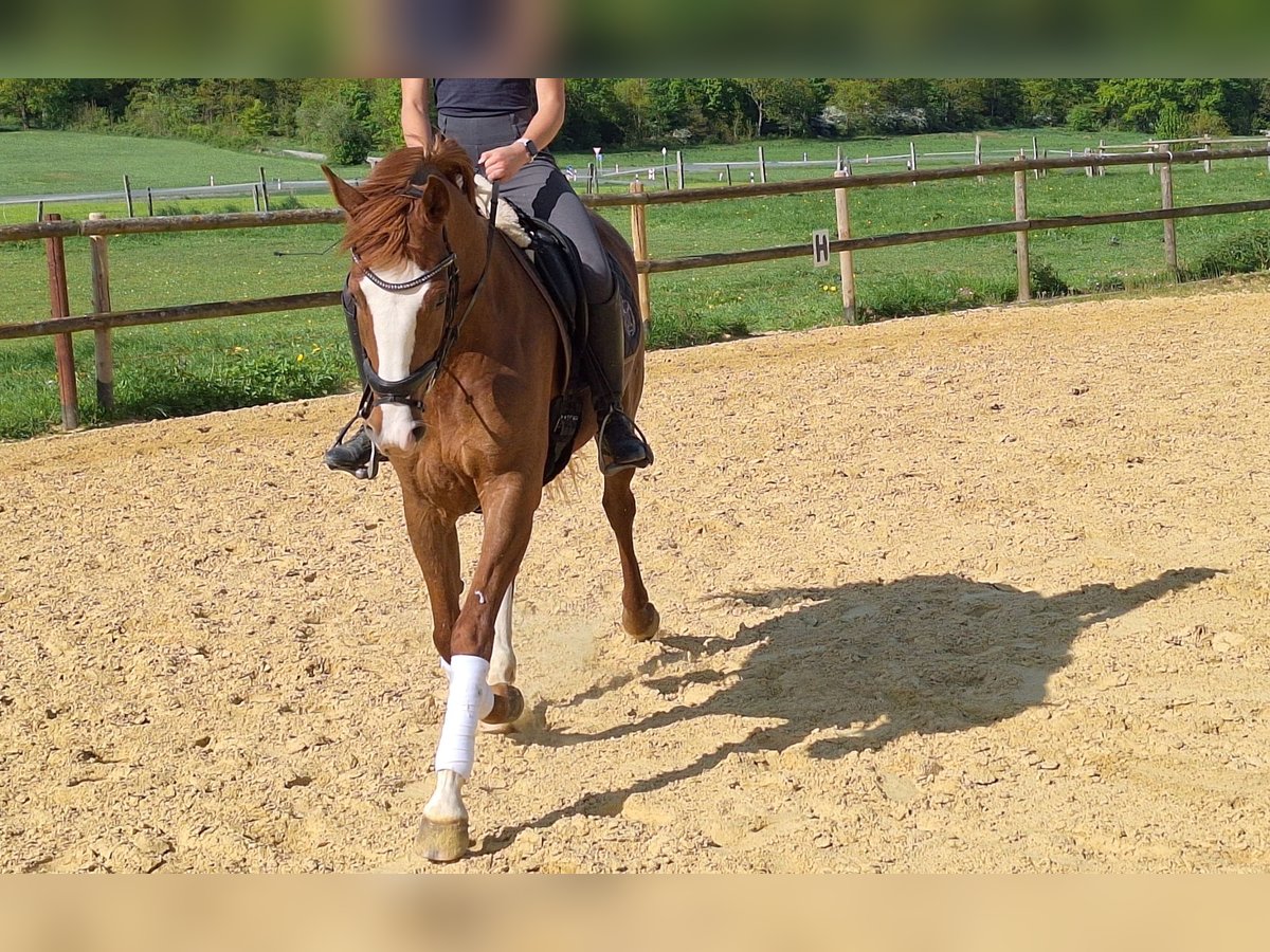 Koń westfalski Klacz 5 lat 162 cm Kasztanowata in Brilon