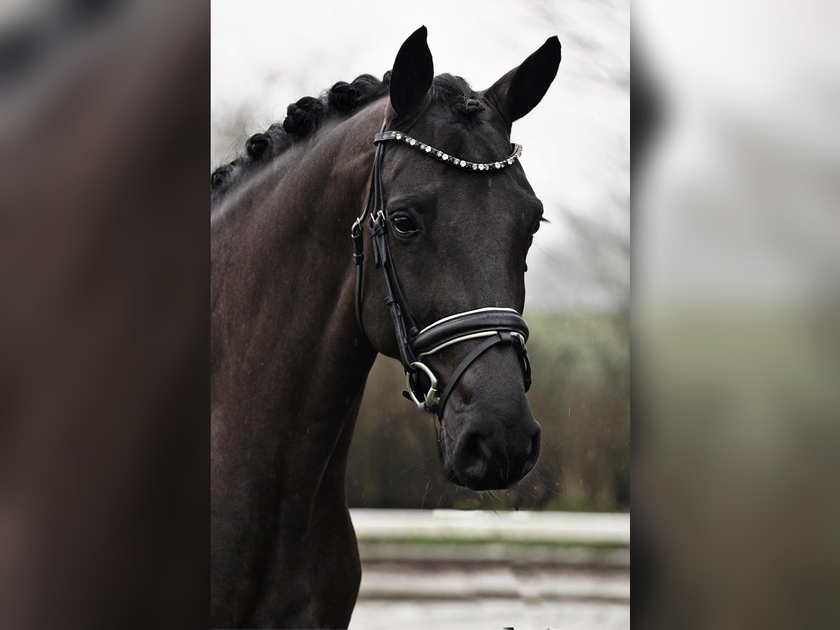Koń westfalski Klacz 5 lat 163 cm Kara in Dorsten