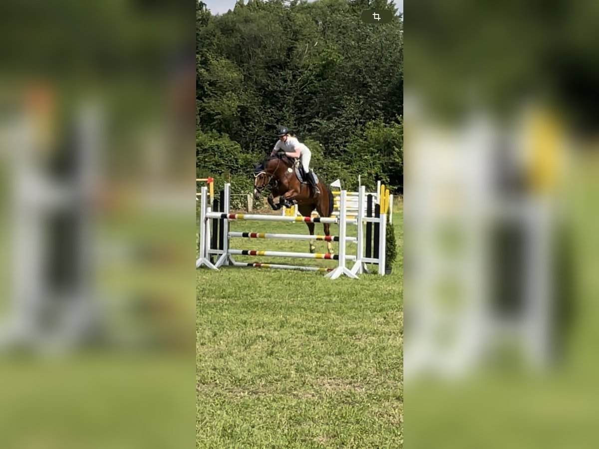 Koń westfalski Klacz 5 lat 165 cm Gniada in Schenklengsfeld