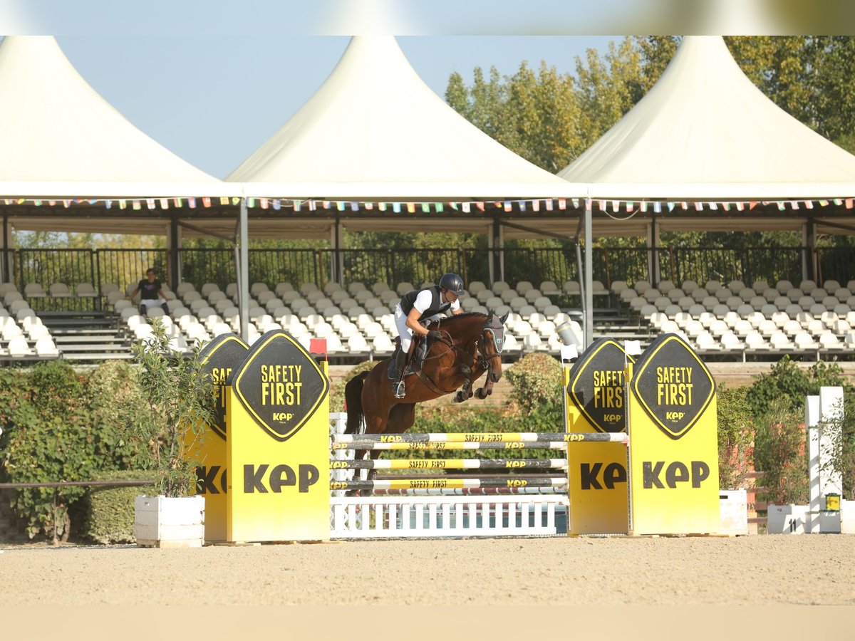 Koń westfalski Klacz 5 lat 165 cm Gniada in Rivolta D&#39;Adda