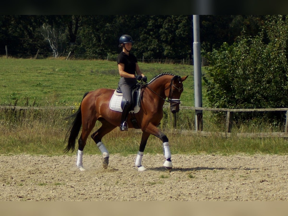 Koń westfalski Klacz 5 lat 165 cm Gniada in Iserlohn