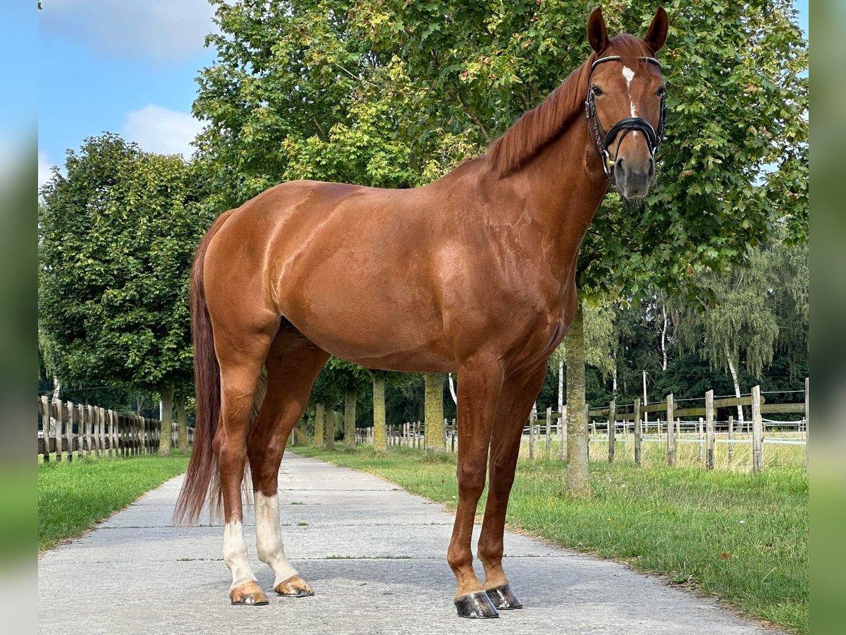 Koń westfalski Klacz 5 lat 165 cm Kasztanowata in Langenberg