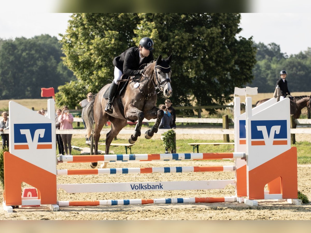 Koń westfalski Klacz 5 lat 166 cm Siwa in Herford
