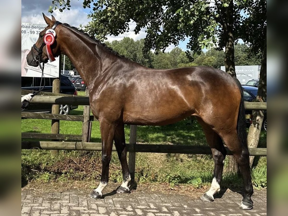 Koń westfalski Klacz 5 lat 167 cm Ciemnogniada in Wachtberg