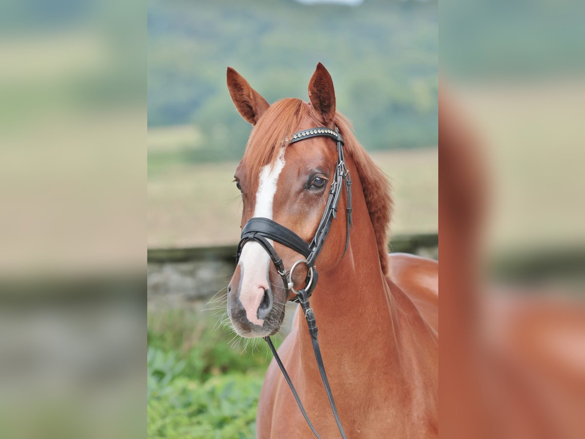 Koń westfalski Klacz 5 lat 167 cm Kasztanowata in Ibbenbüren