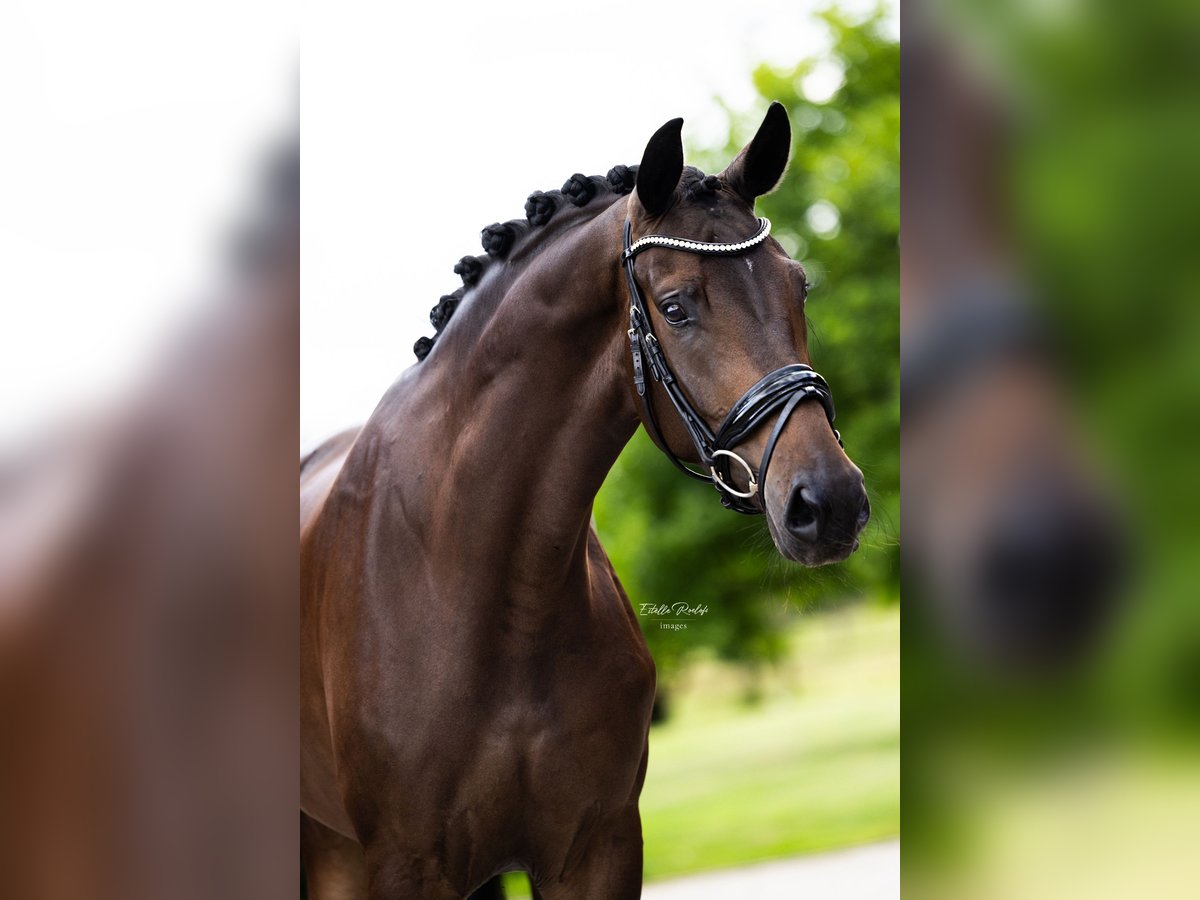 Koń westfalski Klacz 5 lat 168 cm Ciemnogniada in Hörstel