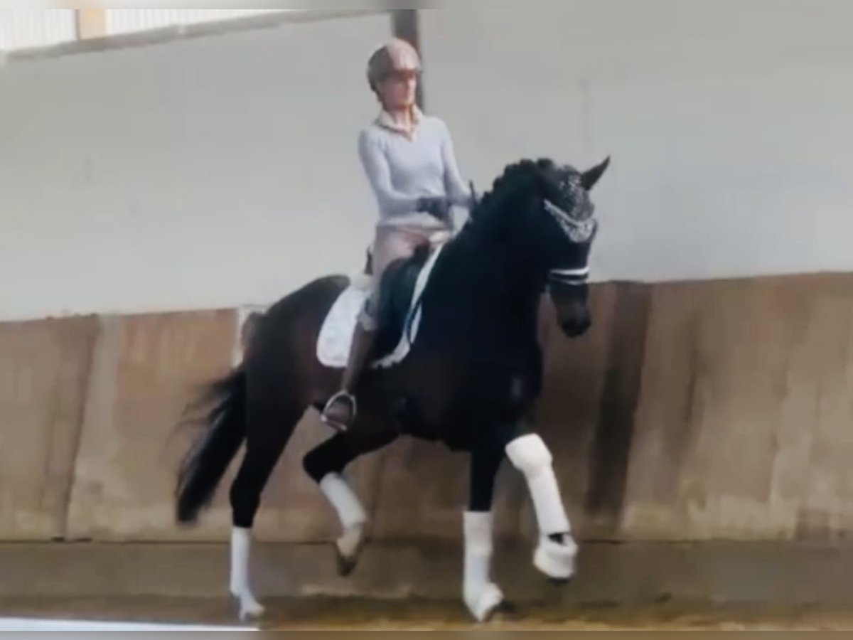 Koń westfalski Klacz 5 lat 168 cm Ciemnogniada in Bielefeld