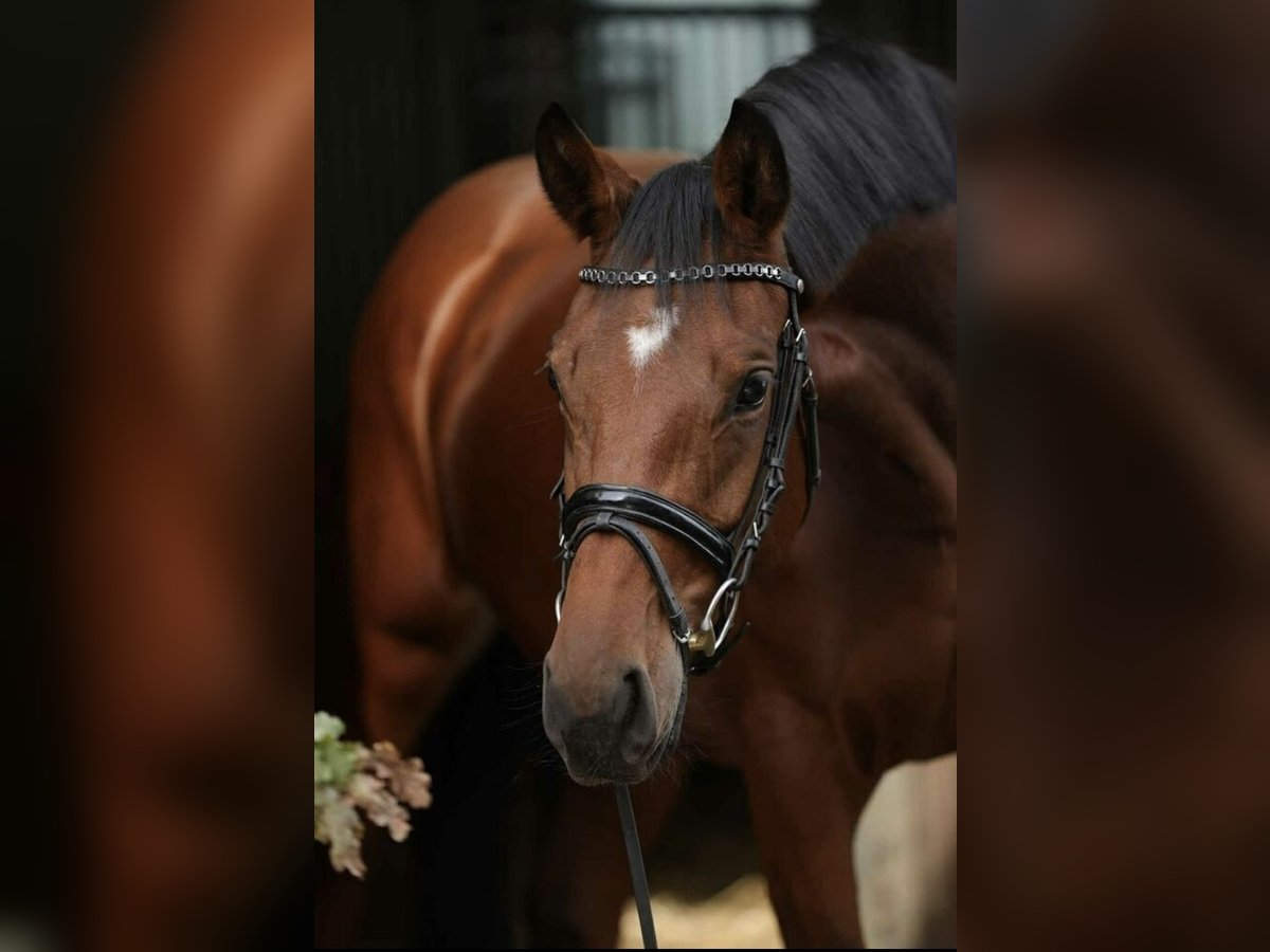 Koń westfalski Klacz 5 lat 168 cm Gniada in Dorsten