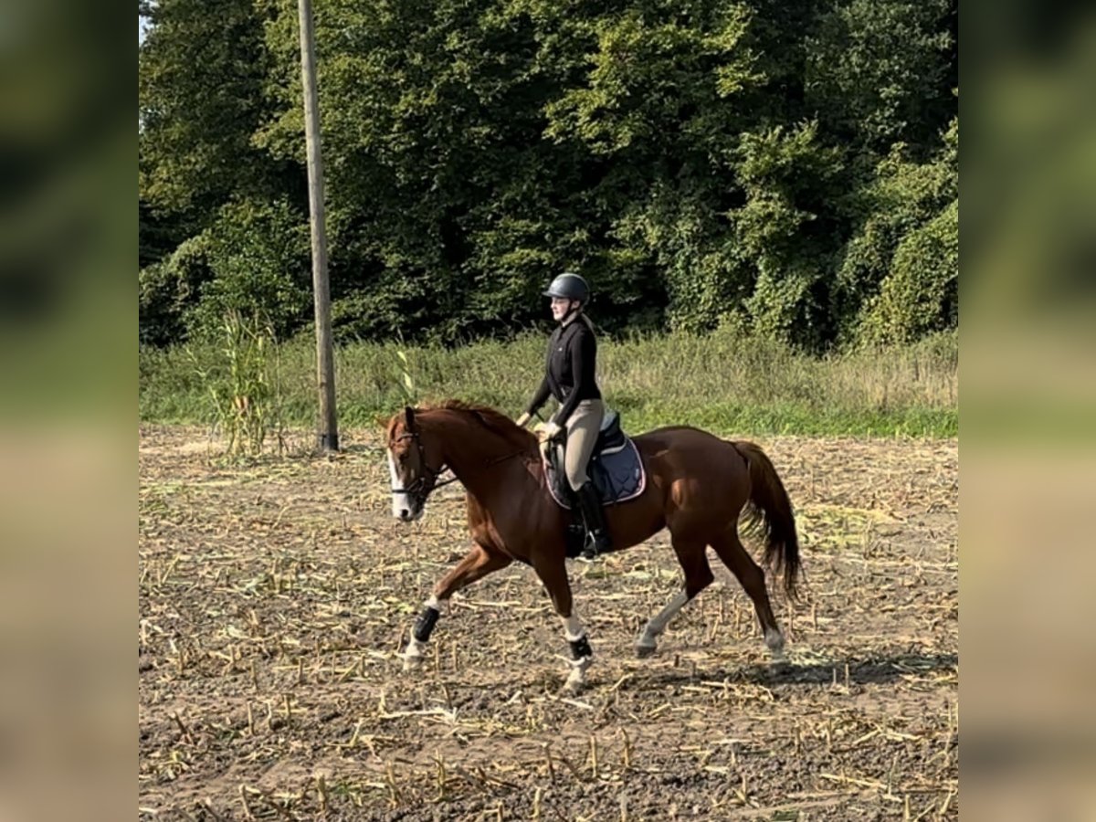 Koń westfalski Klacz 5 lat 168 cm Kasztanowata in Warendorf