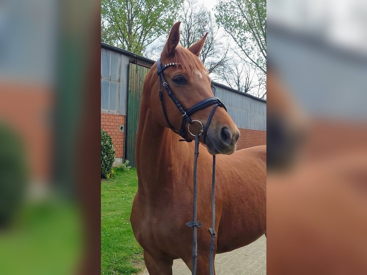 Koń westfalski Klacz 5 lat 168 cm Kasztanowata in Emsdetten