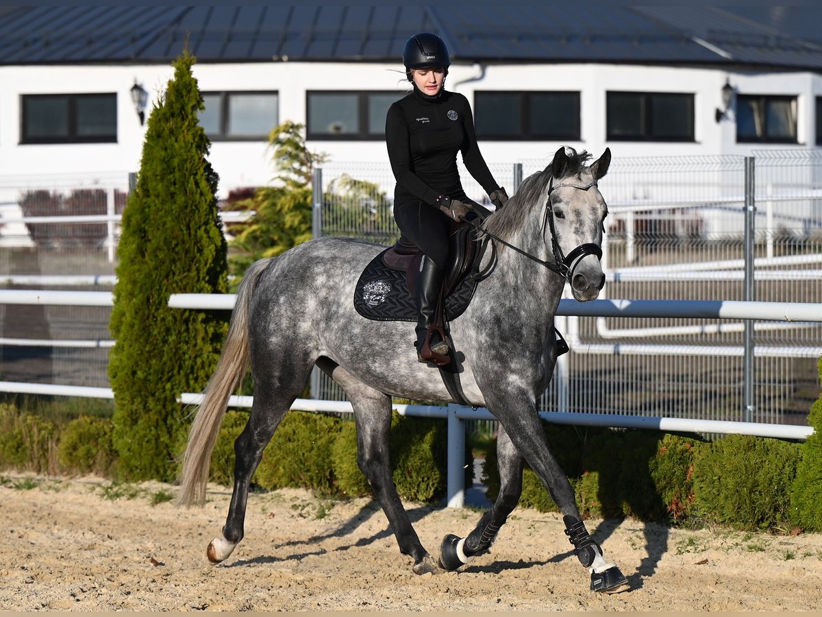 Koń westfalski Klacz 5 lat 168 cm Siwa jabłkowita in Wysin