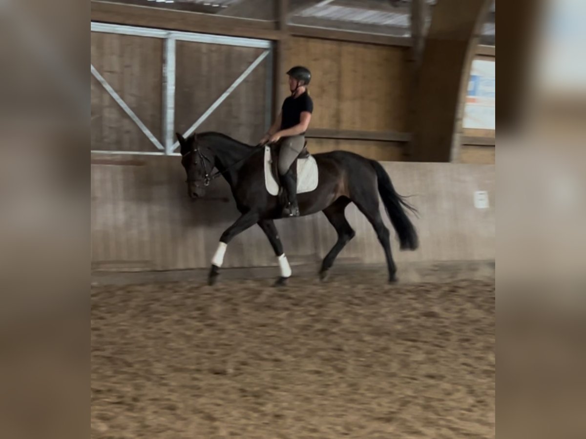 Koń westfalski Klacz 5 lat 169 cm Ciemnogniada in Schenklengsfeld