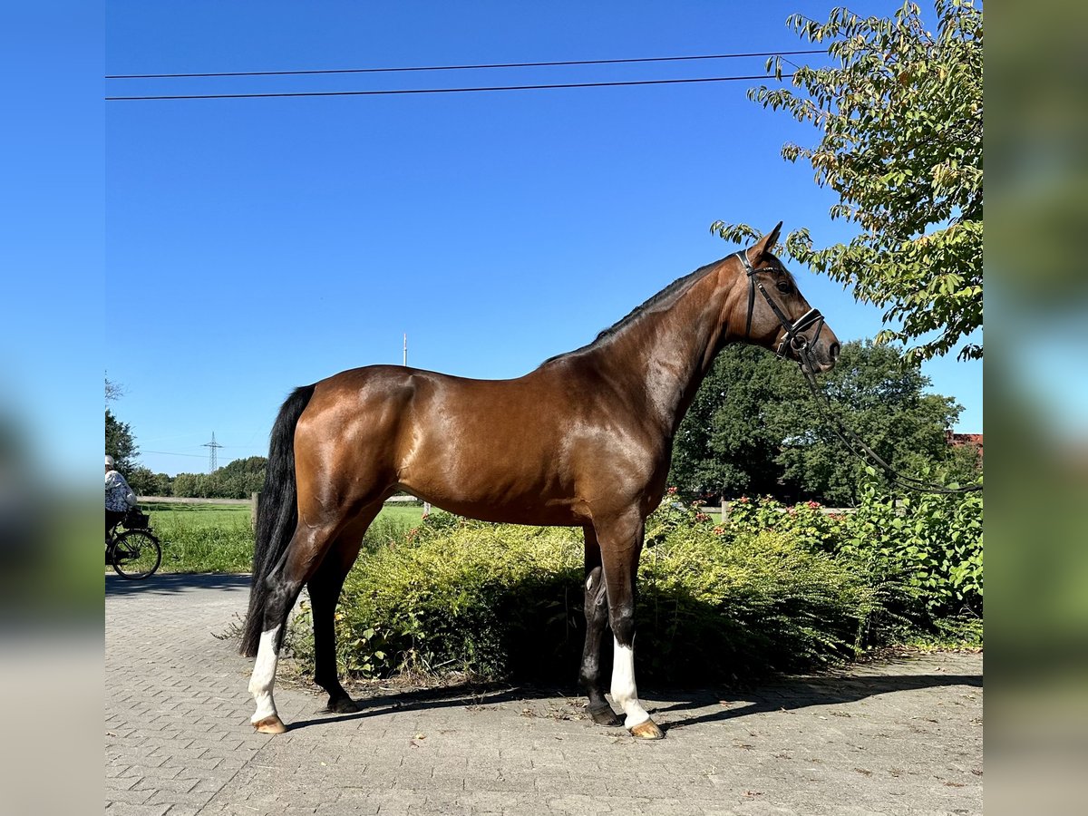 Koń westfalski Klacz 5 lat 170 cm Gniada in Münster