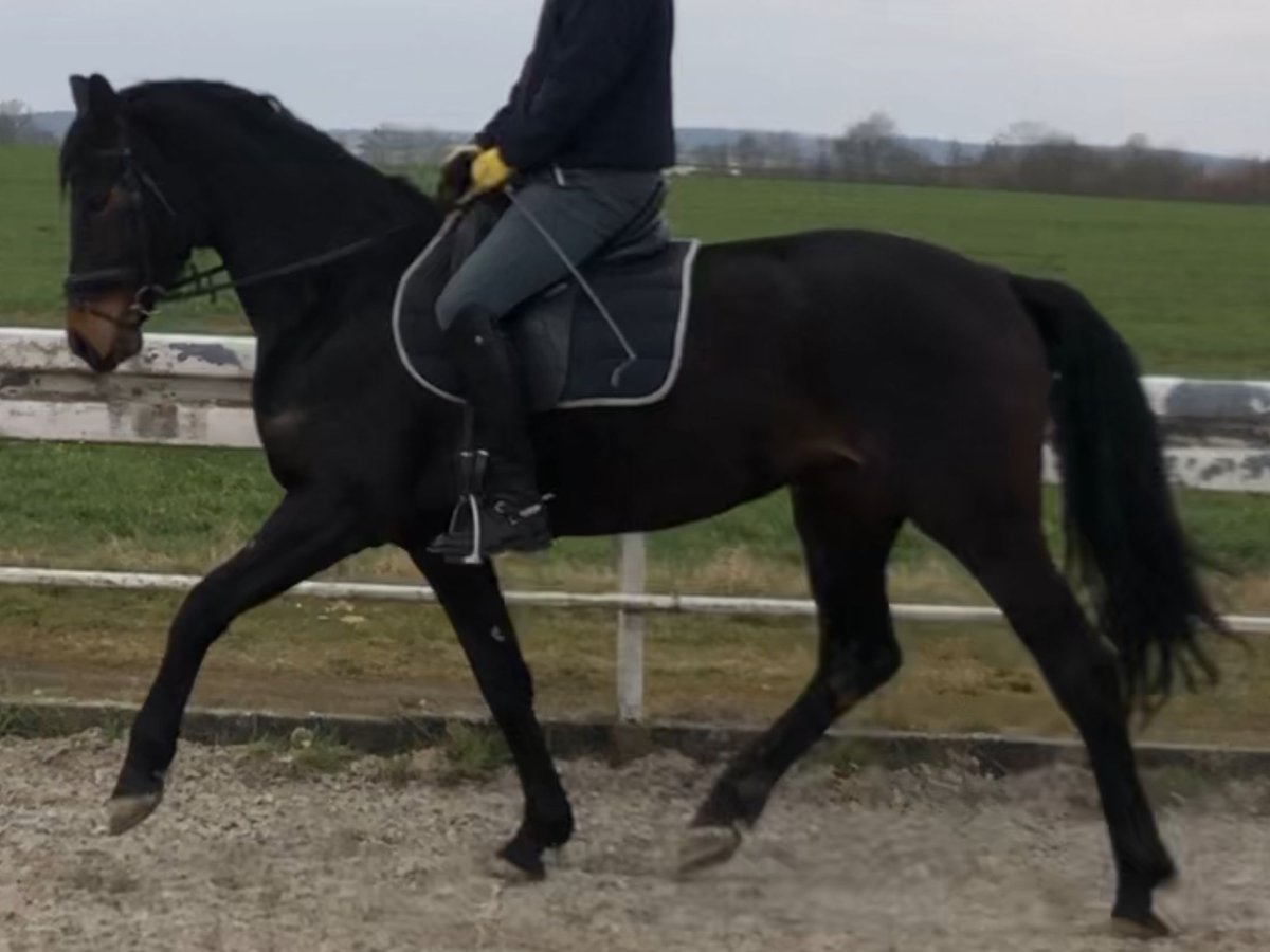 Koń westfalski Klacz 5 lat 170 cm Skarogniada in Wölfersheim