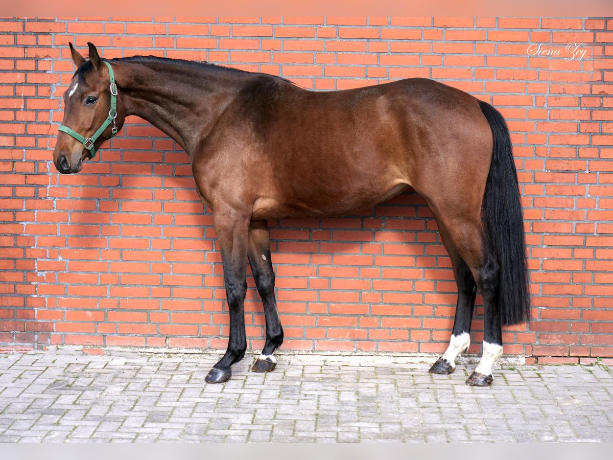 Koń westfalski Klacz 5 lat 172 cm Gniada in Dohren