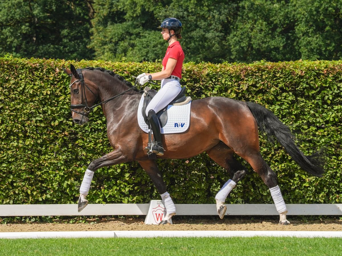 Koń westfalski Klacz 5 lat 175 cm Ciemnogniada in Münster