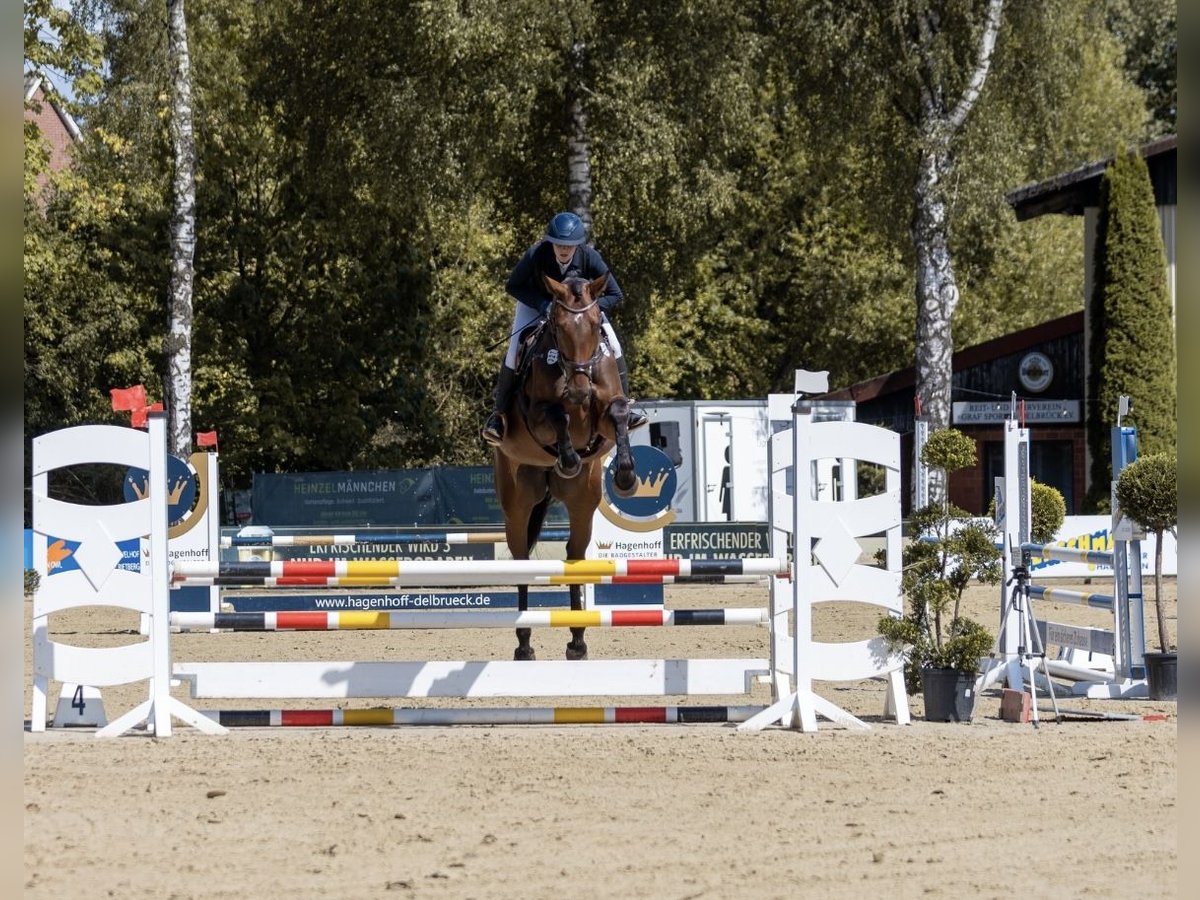 Koń westfalski Klacz 5 lat 180 cm in Horn-Bad Meinberg