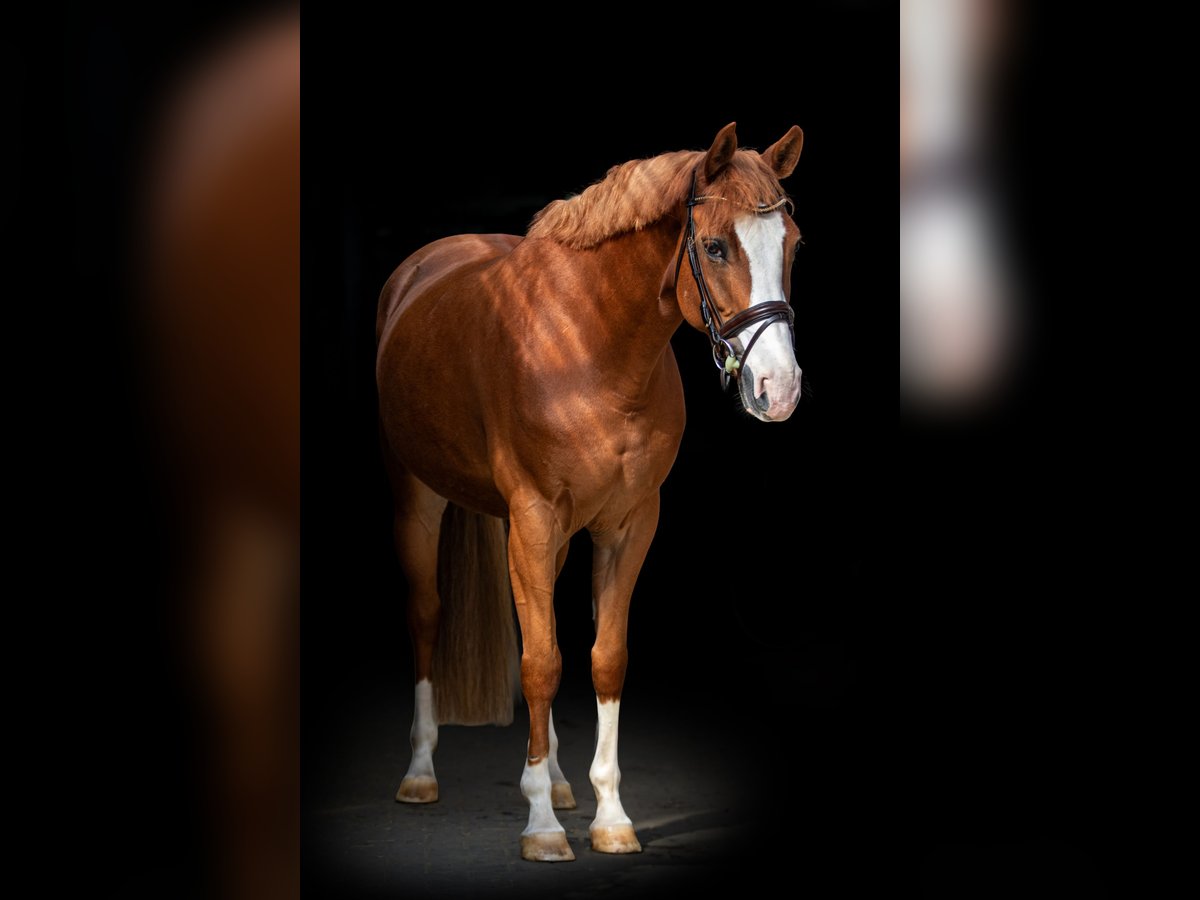 Koń westfalski Klacz 6 lat 162 cm Kasztanowata in Nieder-Olm