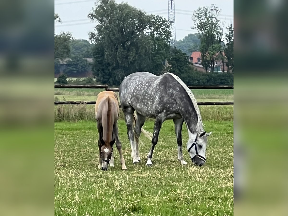 Koń westfalski Klacz 6 lat 162 cm Siwa in Laer