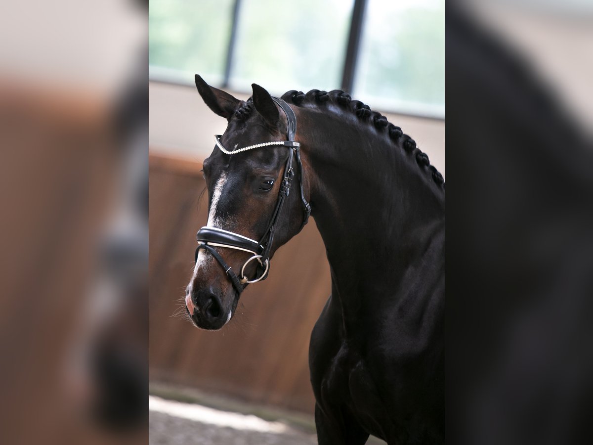 Koń westfalski Klacz 6 lat 165 cm Ciemnogniada in Hörstel