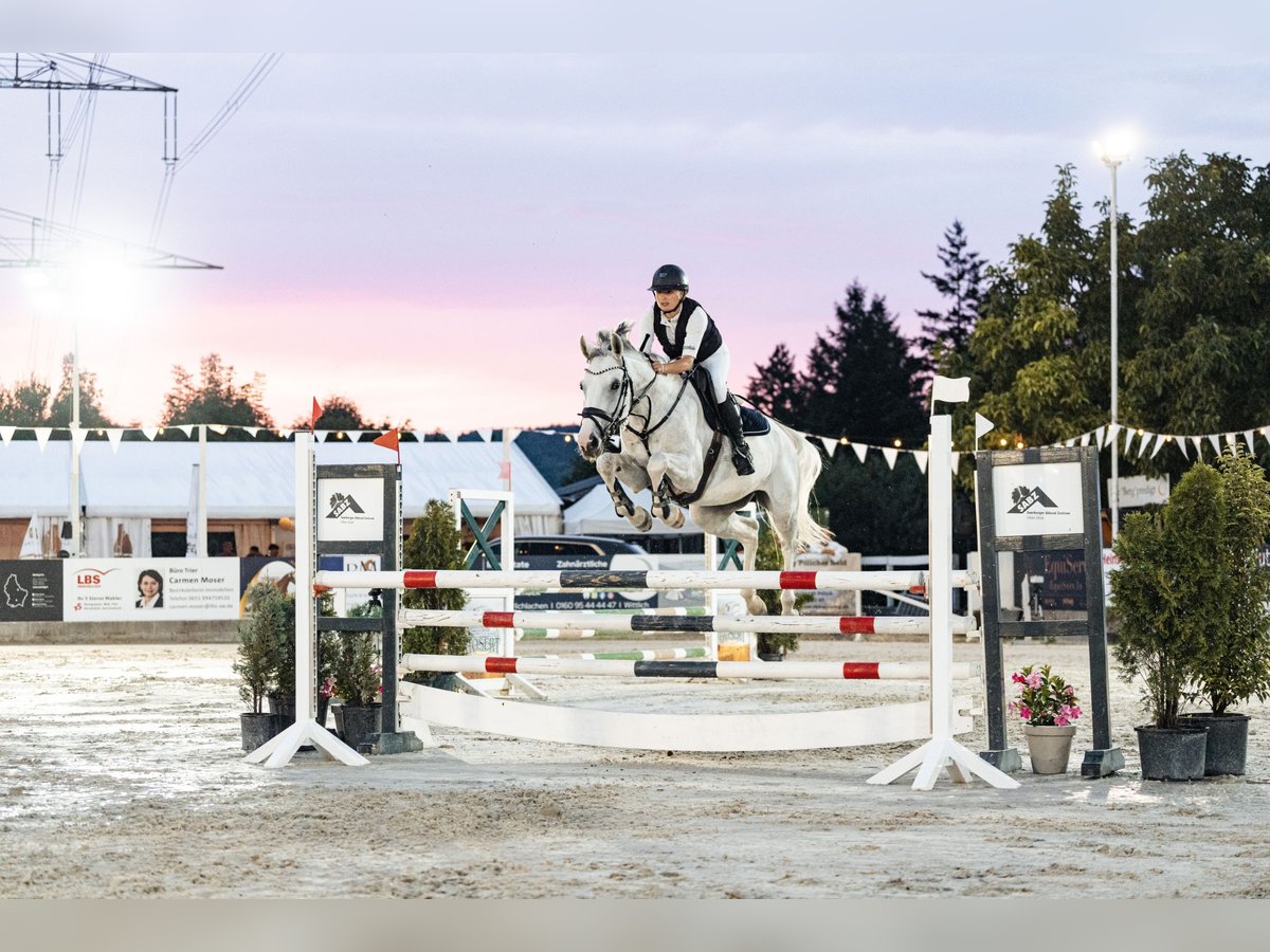 Koń westfalski Klacz 6 lat 165 cm Siwa in Dornburg