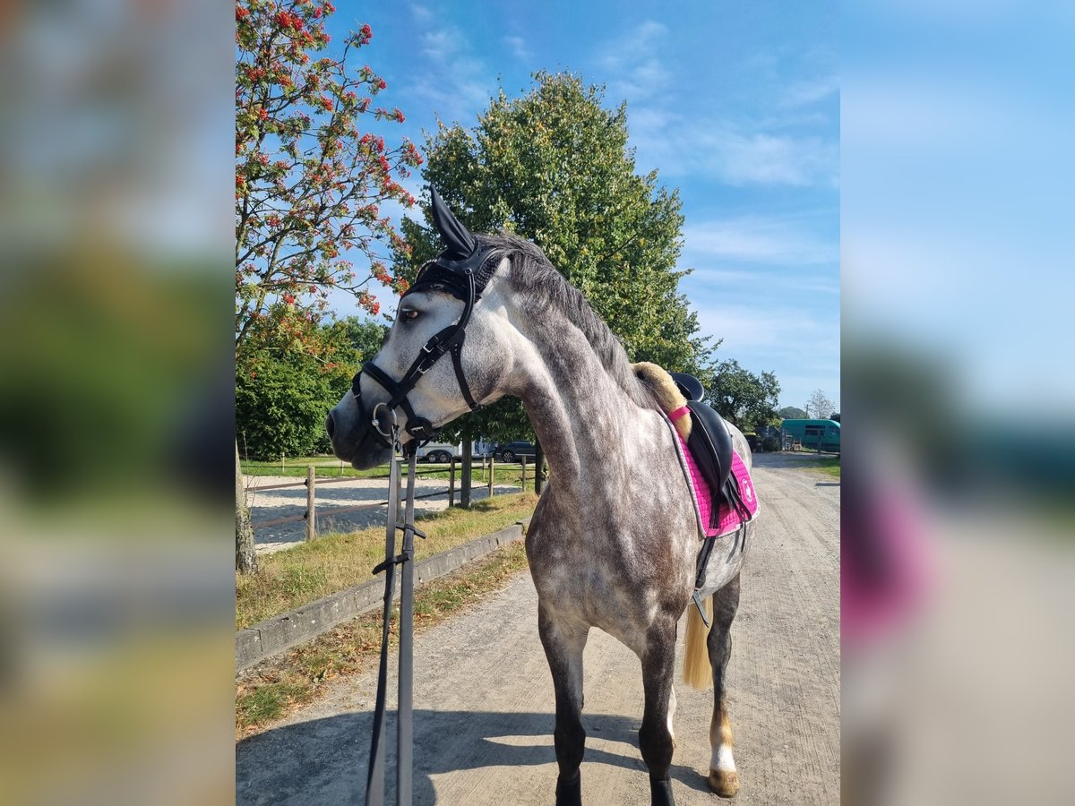 Koń westfalski Klacz 6 lat 165 cm Siwa in Remscheid