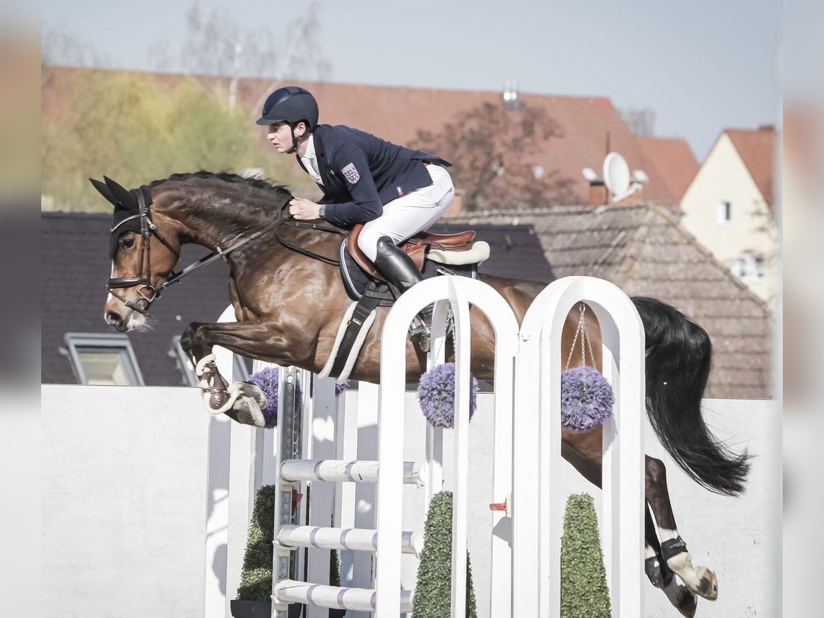 Koń westfalski Klacz 6 lat 166 cm Ciemnogniada in Oberheldrungen
