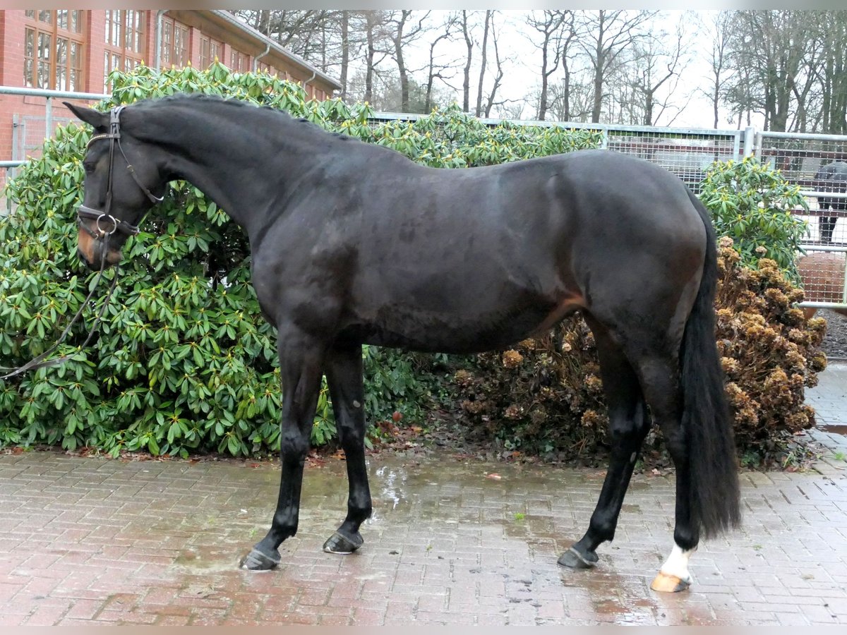 Koń westfalski Klacz 6 lat 167 cm Ciemnogniada in Cappeln (Oldenburg)